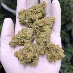 buy american dream kush